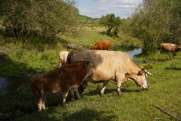 They can drink and graze on the banks of the stream. Cattle-breeding. Europe Hungary.