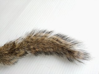 squirrel on a white background © Saijai