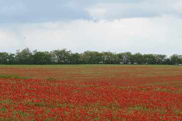 Fototapeta na wymiar Red poppies on the spring meadow, gray clouds in the sky. Soft focus blurred background. Europe Hungary