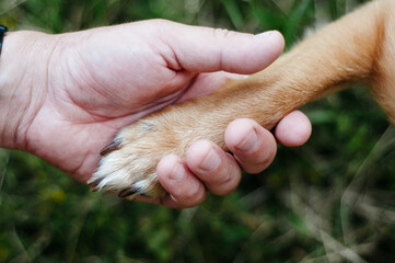 Dog paw and human hand are doing handshake on nature, friendship