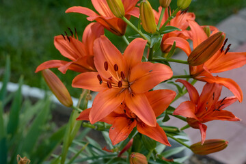 a wide angle view of a newly opened red/yellow lily in the garden