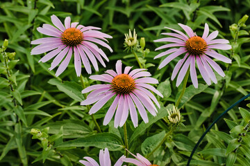 Fototapeta premium a trio of coneflowers blooming in the garden