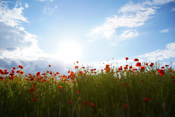 Beautiful red poppy field, blue sky, white clouds in sunny weather. Photographed from below. Soft focus blurred background. Europe Hungary