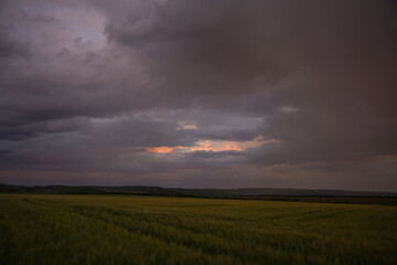 Wheat or barley field under storm cloud. At sunset, the clouds are orange, purple and navy blue. Beautiful landscape.