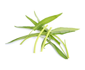 Fototapeta premium Morning glory isolated on white background (spinach)