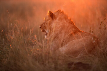 Obraz na płótnie Canvas Lion in the evening light, Masai Mara