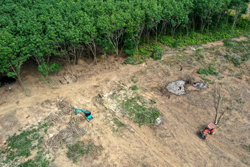 Logging or deforestation of forest. Clearing land for agriculture © Richard Carey