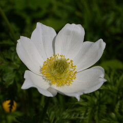 Die K&uuml;chenschelle