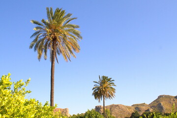 Fototapeta na wymiar warm image with lush vegetation and palm trees