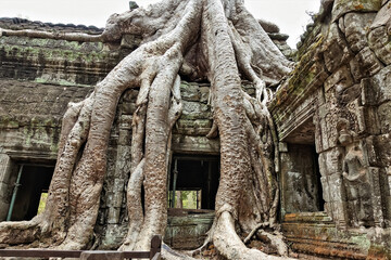The unique ruins of Ta Prohm. The ancient mysterious temple is dilapidated, on the walls and bas-reliefs traces of damage, cracks. Trees with huge powerful roots grow on top of the old building.UNESCO