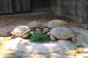 Many giant tortoises eat vegetables.