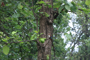 a kingfisher at the jungle