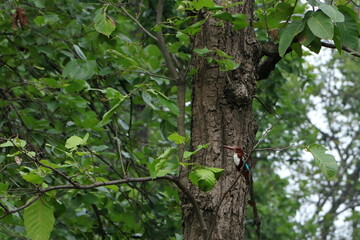 a kingfisher at the jungle