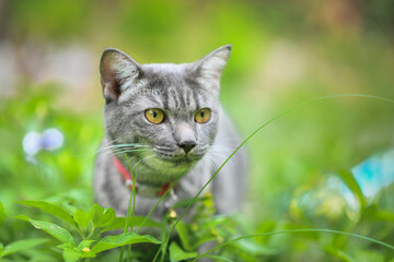 A gray striped cat that is happily strolling in the backyard.