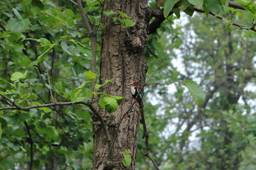 Fototapeta premium a kingfisher at the jungle
