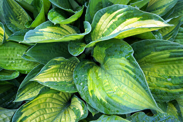 Fototapeta premium Decorative plant Hosta (Funkia). Water drops on leaves after rain.