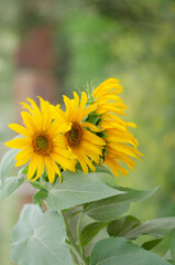 sunflower on blue background
