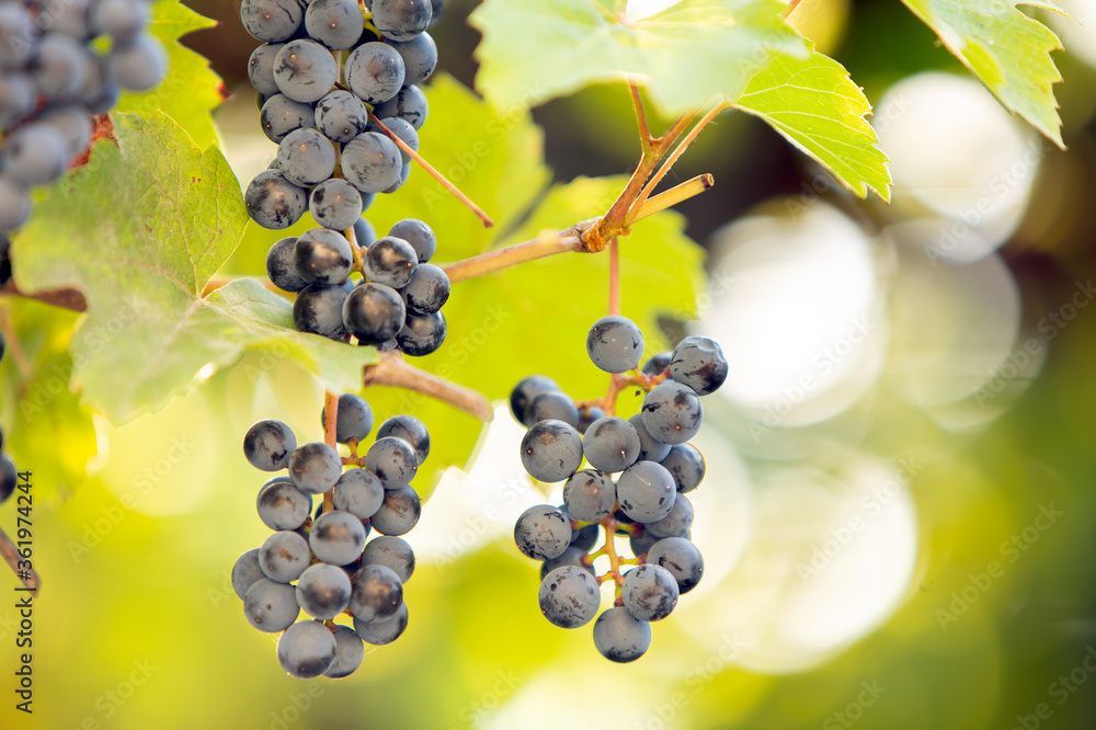 Wall mural clopse up of ripening grape fruit on vine branches in summer garden.