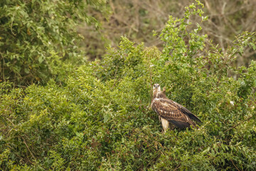 European Honey Buzzard (Pernis apivorus), Queen Elizabeth National Park, Uganda.