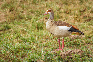Egyptian nile goose (Alopochen aegyptiaca), Queen Elizabeth National Park, Uganda.