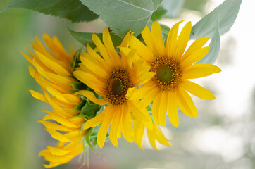 sunflower on blue background
