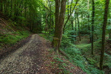 Fototapeta na wymiar Premium hiking trail Seegang on Lake Constance