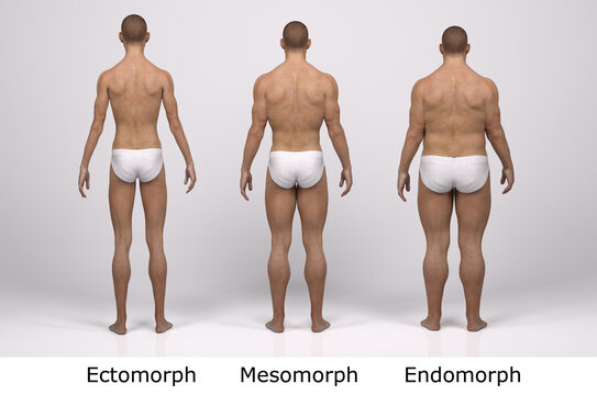 650 Best Mesomorph Images Stock Photos Vectors Adobe Stock