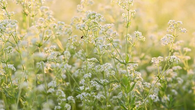 Summer meadow with white flowers