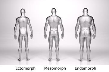 3D Rendering : standing male body type illustration : ectomorph (skinny type), mesomorph (muscular type), endomorph (heavy weight type), Back View