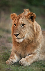 Obraz na płótnie Canvas A portrait of a lion, Masai Mara