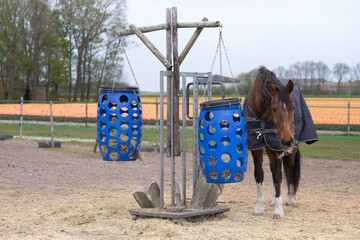 Feeding horses. Brown horse eats hay from a blue plastic basket that hangs from a wooden frame in a paddock in the Netherlands. Field with orange tulips in the background - obrazy, fototapety, plakaty