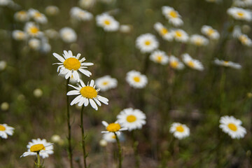 White chamomile flowers on a spring grassy meadow. Close-up page view. Its flower is similar to daisies or small chrysanthemums. shallow depth of field