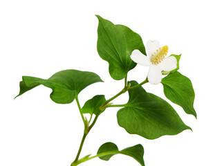 Fish mint, Fish leaf with flower isolated on white background, with clipping path   