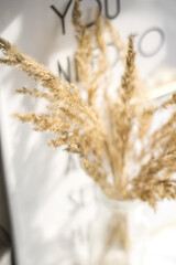 Beige grass on white background