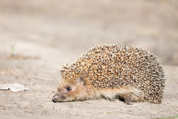 hedgehog on the grass.