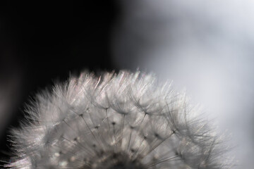 Dandelion fruits similar to parachutes illuminated by the sun. The soft and light silvery fruits vibrate and wave in the wind. Narrow depth of field, only the fruits at the outside of the flowe © Henk Vrieselaar