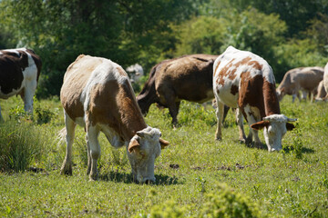 Naklejka na ściany i meble Cattle cows and calves graze in the grass. Cattle breeding free range. Europe Hungary