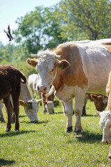 Cattle cows and calves graze in the grass. Cattle breeding free range. Europe Hungary