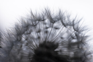 Silhouette of common Dandelion fruits. The fruits like parachutes vibrate and wave in the wind at a light background. Background image, graphic representation