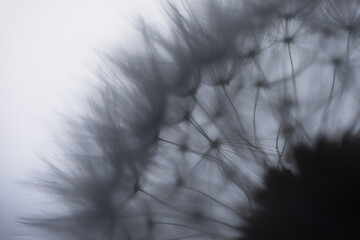 Silhouette of common Dandelion fruits. The fruits like parachutes vibrate and wave in the wind at a...