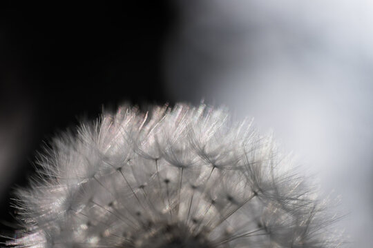 Fototapeta Dandelion fruits similar to parachutes illuminated by the sun. The soft and light silvery fruits vibrate and wave in the wind. Narrow depth of field, only the fruits at the outside of the flowe