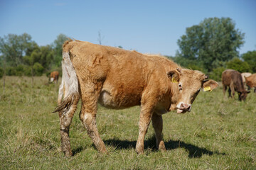 A young cow calf is watching the meadow curiously. Even more cattle can be seen in the background. Forest, blue sky, clouds. Europe Hungary