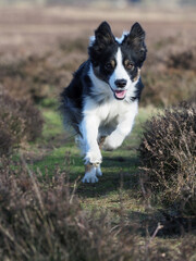 Black and White Collie