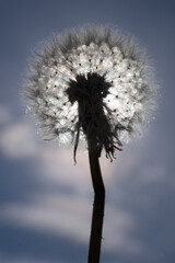 Common dandelion fruits  illuminated from behind by the sun. The soft and light silvery fruits vibrate and wave in the wind. Narrow depth of field. Background image