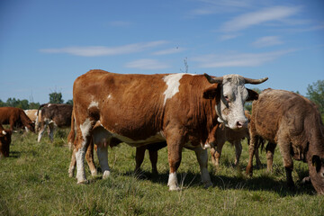 Close up of a brown cow. in the background a herd of cows grazes in the meadow. keeping cattle outdoors. Blue sky with clouds. Europe Hungary