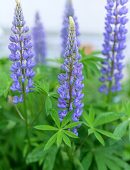 Flowers of lupin in the garden. Selective focus.