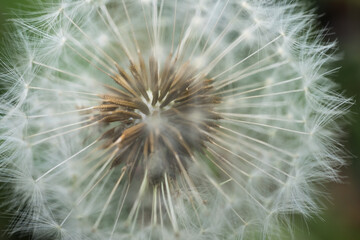 Macro shot of common dandelion fruits. Narrow depth of field. Background image, green blurred background
