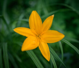 Yellow lily flower close-up. Selective focus with shallow depth of field.