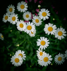 Fototapeta premium Daisies in the field. Selective focus.