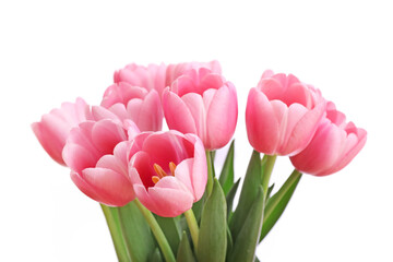 Pink tulips isolated on white background